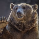 El episodio tuvo lugar en Rumanía (imagen referencia de oso).