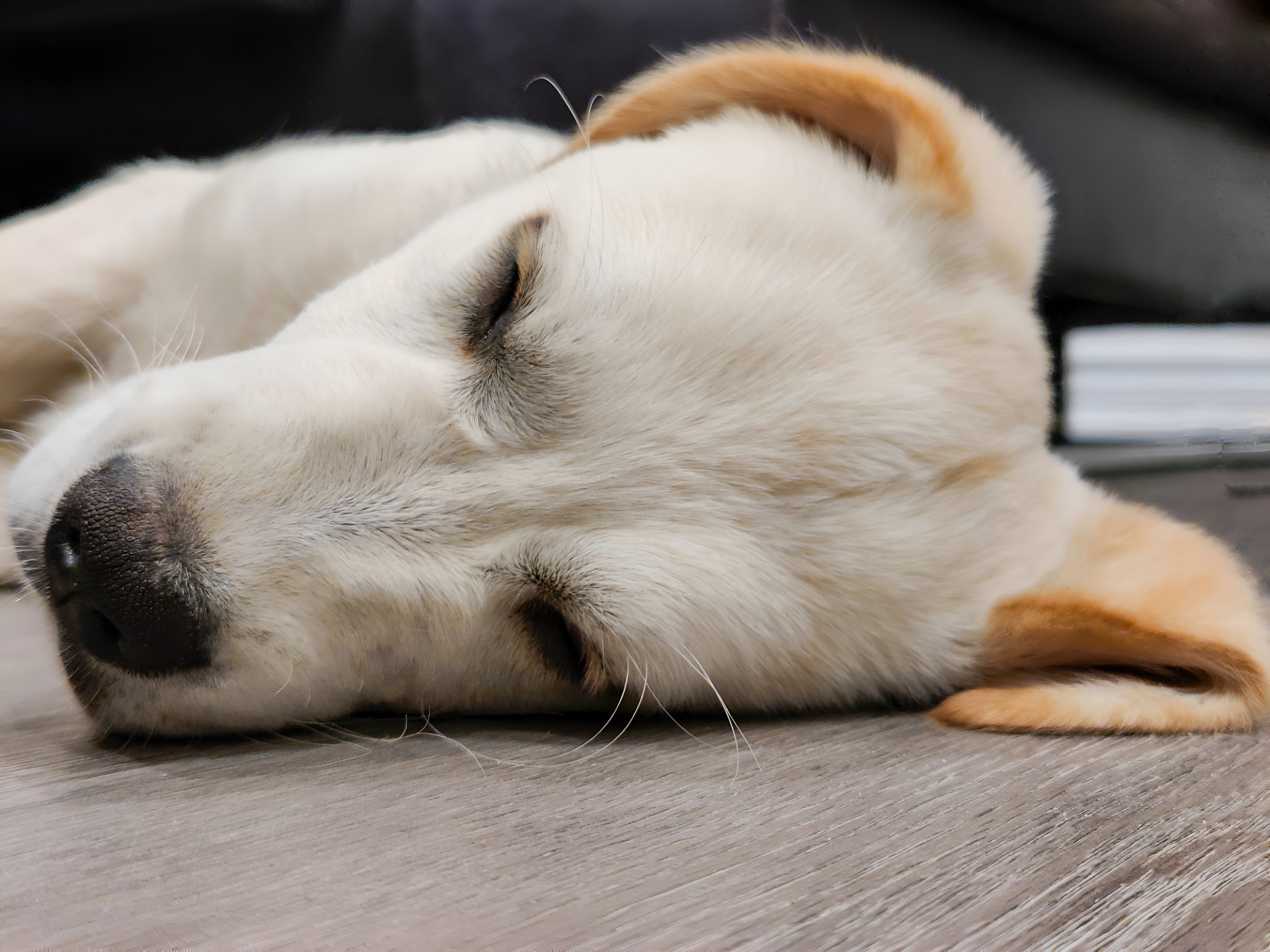 Los cachorros suelen experimentar estos espasmos.