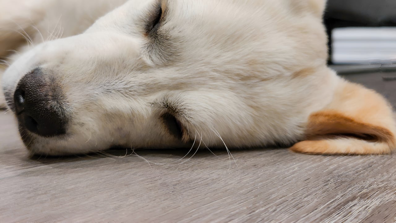 Los cachorros suelen experimentar estos espasmos.