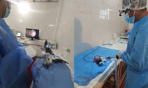 El procedimiento de vasectomía para palomas requiere de equipos de laparoscopia mínima invasiva y dura menos de 15 minutos.