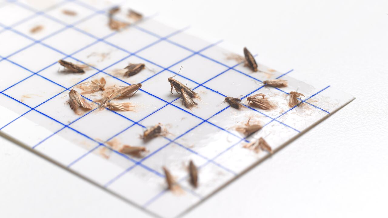 Las polillas son atraídas por la luz artificial, especialmente las especies que vuelan de noche.