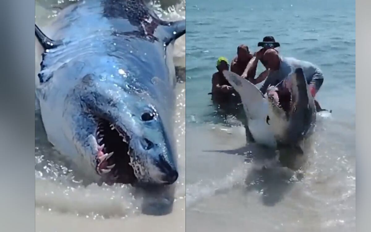 X:@matttttt187 (API)