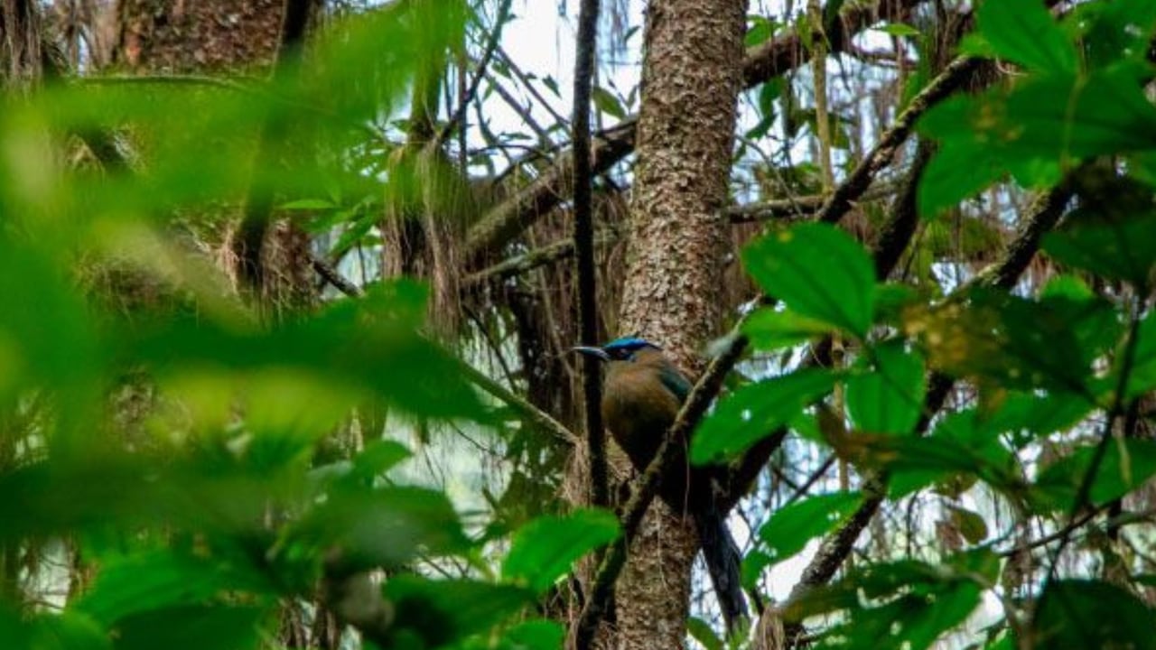 Reserva Natural el Carriquí en Envigado, Antioquia