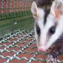 En América existen diferentes especies de marsupiales y las zarigüeyas son una de estas. Foto: Silvia Rojas- Colombia hoy.