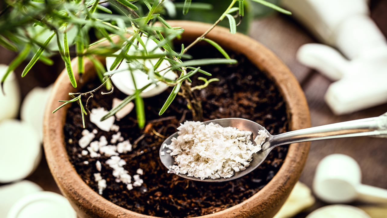 Investigadores han descubierto un método novedoso para aprovechar la maicena como abono casero, mejorando significativamente el crecimiento y floración de plantas como la lengua de suegra y los tulipanes.