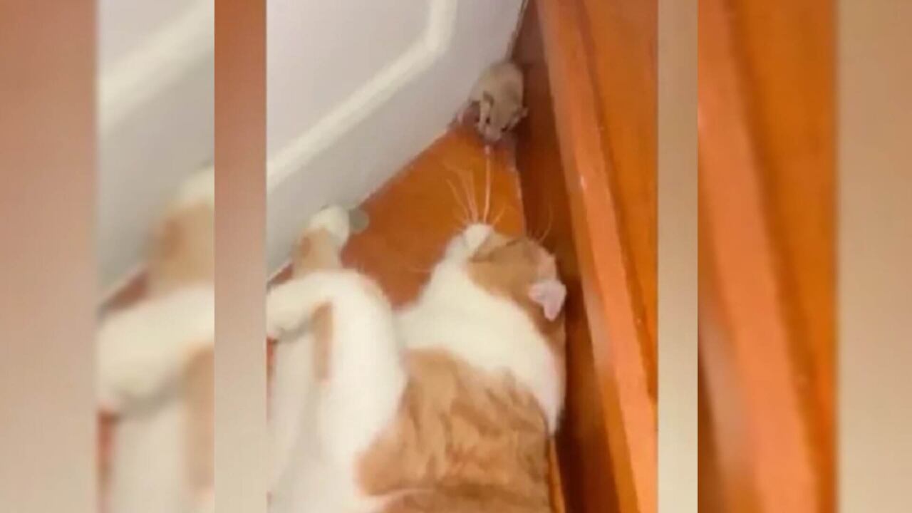 El video fue revelado por un programa de televisión español.