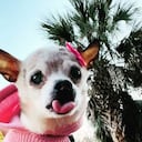 Esta es Pebbles, la perrita que ganó un Récord Guinness como el perro más longevo del mundo