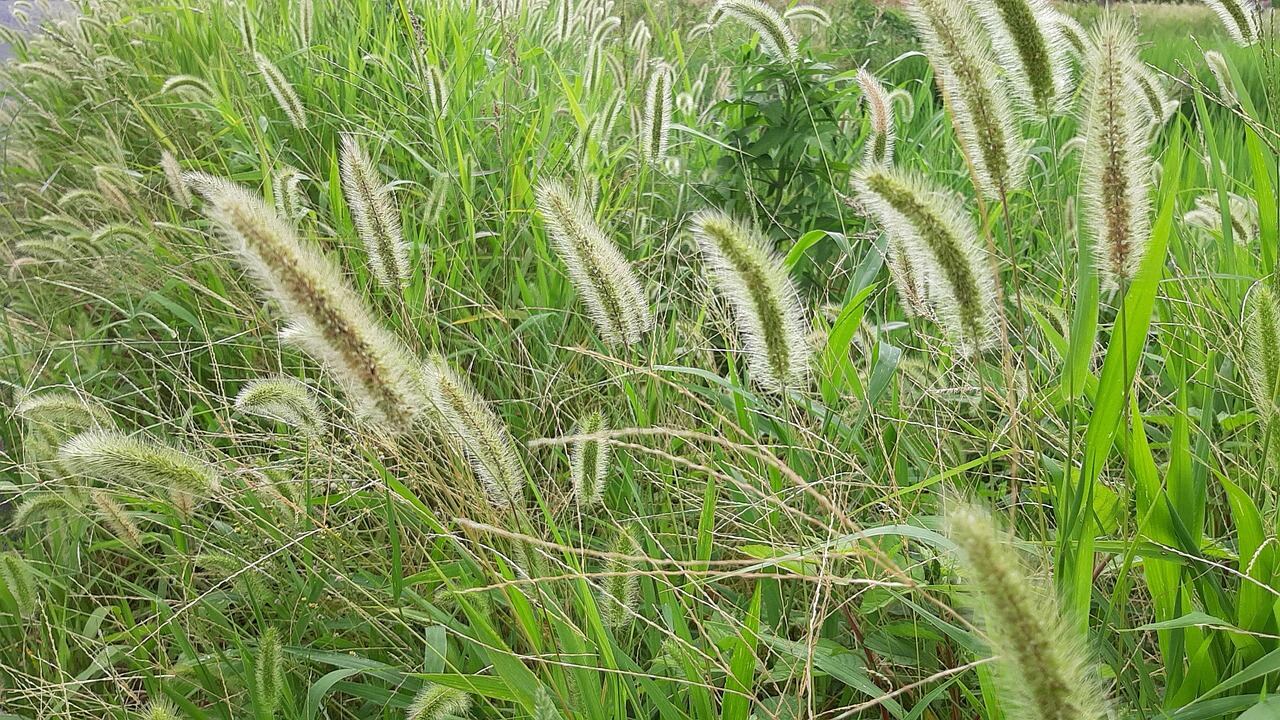Oro seco: así puede aprovechar las gramíneas marchitas para darle un toque especial a su jardín