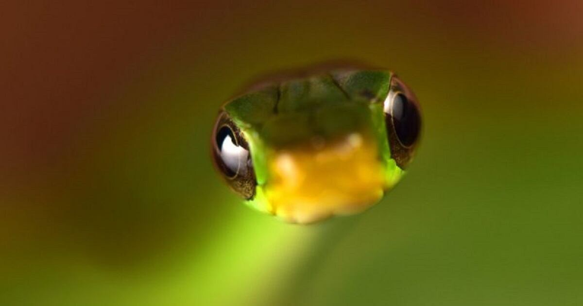 Nuevas especies registradas en Bolivia.