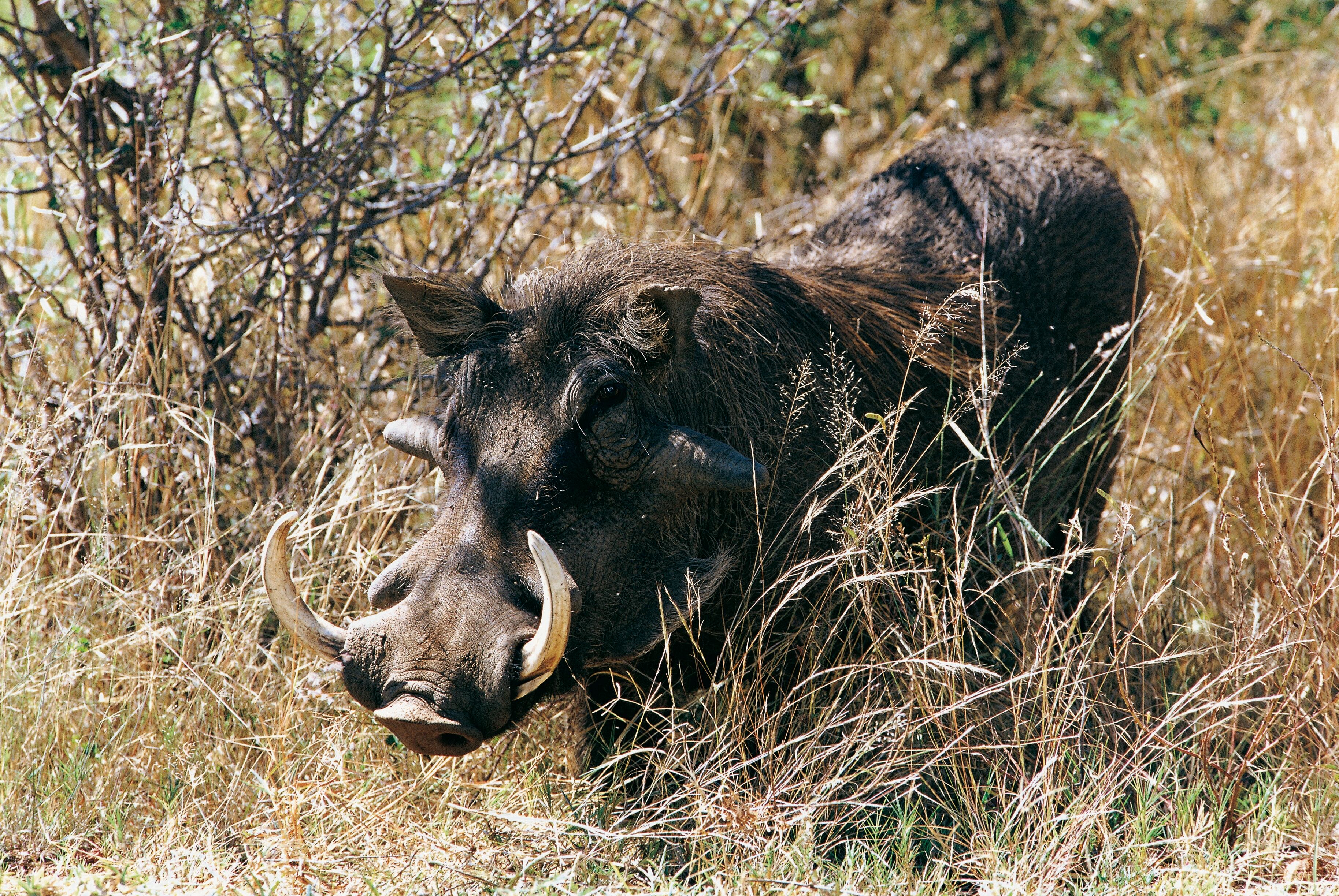 El jabalí hirió de muerte a un hombre en India