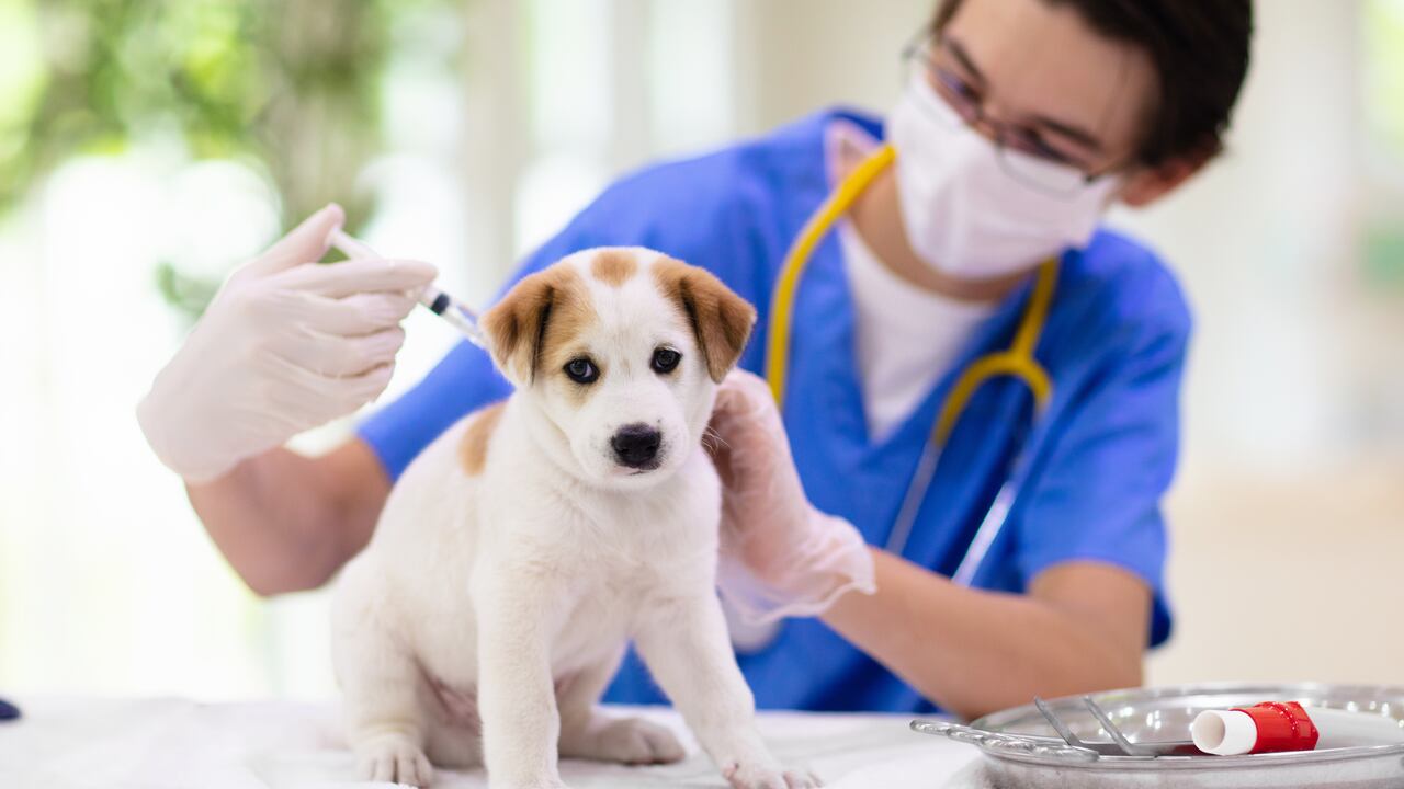 Paro nacional: Salud de mascotas y animales de producción está en peligro por desabastecimiento de medicamentos