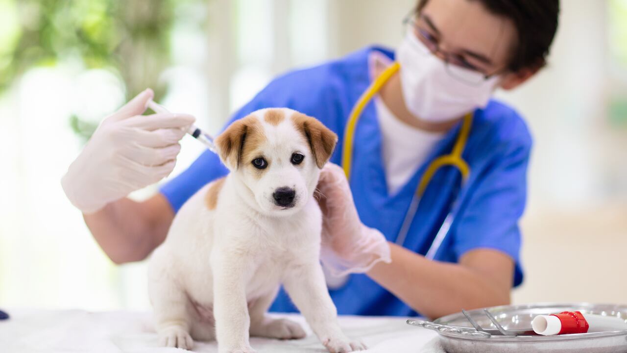 Paro nacional: Salud de mascotas y animales de producción está en peligro por desabastecimiento de medicamentos