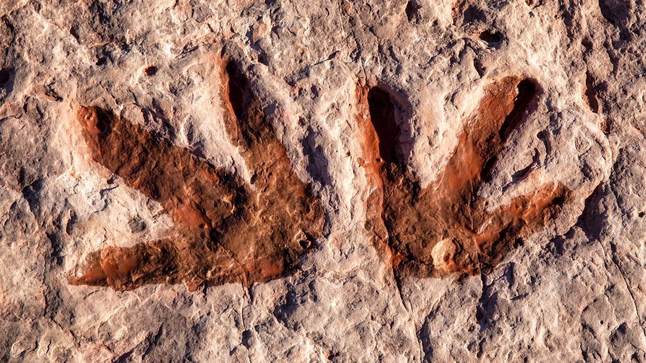 Una app con inteligencia artificial identifica huellas de dinosaurios de millones de años.