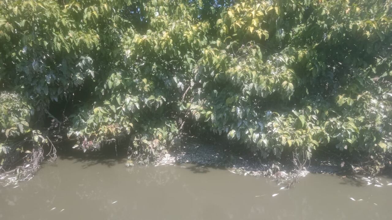 Reportan mortandad de peces por bajo nivel del río Magdalena