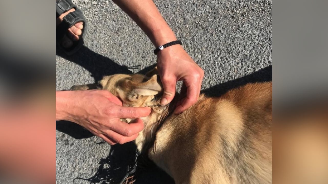 La perrita era arrastrada desde una moto, y obligada a correr al lado del vehículo por una vía rápida.