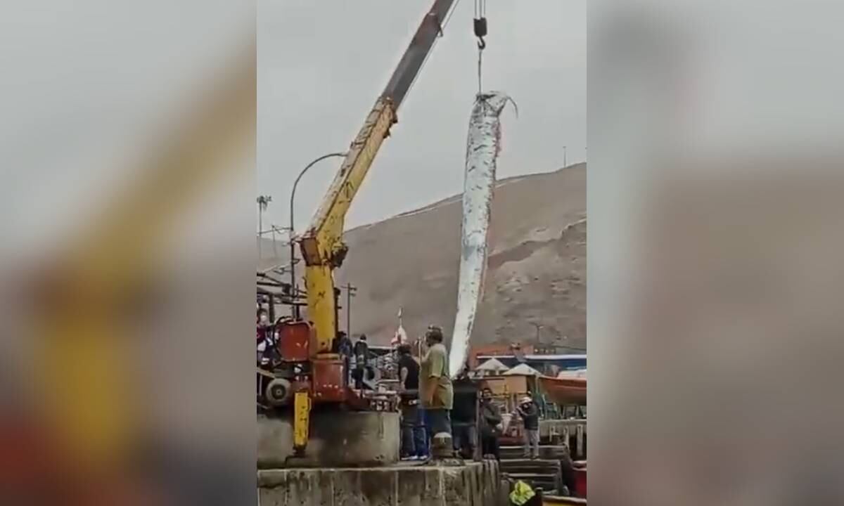 Según la creencia popular, la aparición de estos animales es símbolo de mal augurio y predecirían sismos.