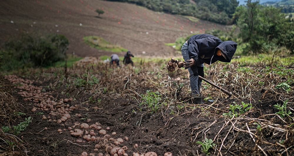 Recolectores de papa en La Calera, Cundinamarca 