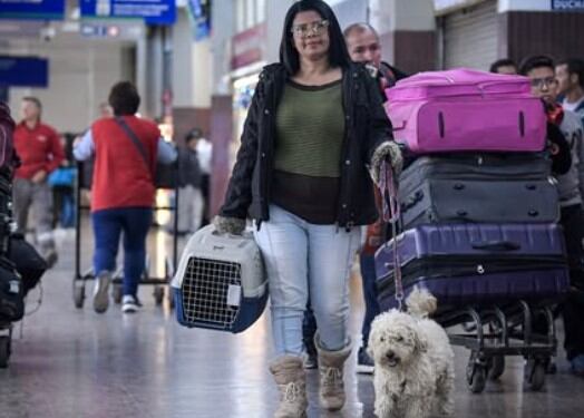 Guía práctica para viajar con mascotas desde la Terminal de Transportes de Bogotá: estos son los requisitos