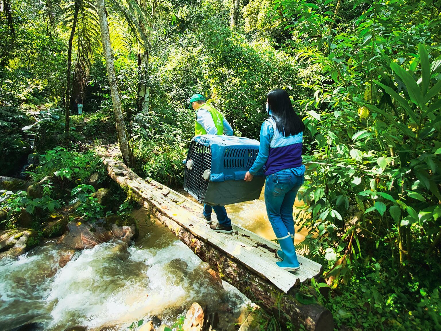 El año pasado, en las jornadas realizadas por el CAV, se liberaron 656 reptiles, 413 mamíferos y 398 aves.
