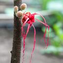 La herrania es una planta hermafrodita, presenta una altura promedio de
entre 2 y 5 metros, sus flores resultan llamativas tanto por su color como por su
forma.