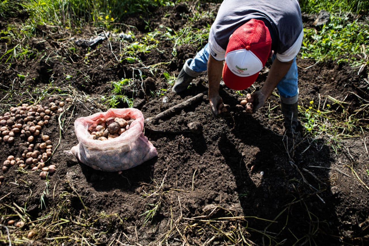 Cultivo de papa