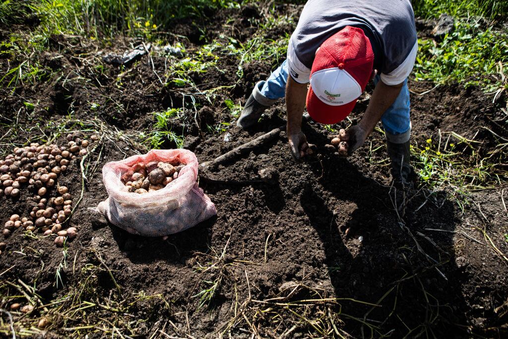 Cultivo de papa