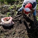 Una de las actividades económicas en el municipio de Jericó, en Boyacá, es la agricultura.