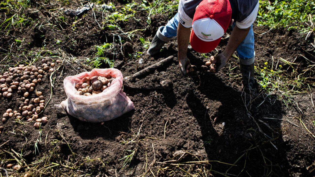 Una de las actividades económicas en el municipio de Jericó, en Boyacá, es la agricultura. (Imagen de referencia).