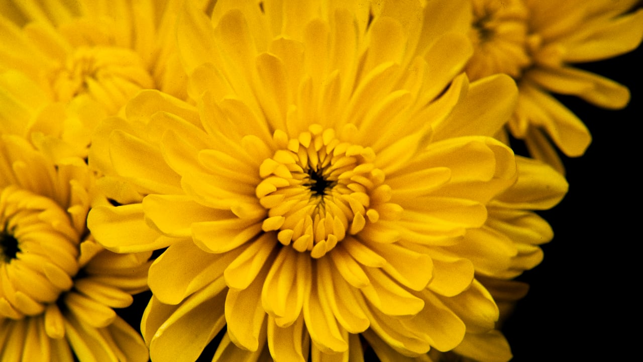 'Amor, mujeres y flores' de Marta Rodríguez y Jorge Silva, estrena su hermosa y vigente versión restaurada en cines este 8 de mayo.