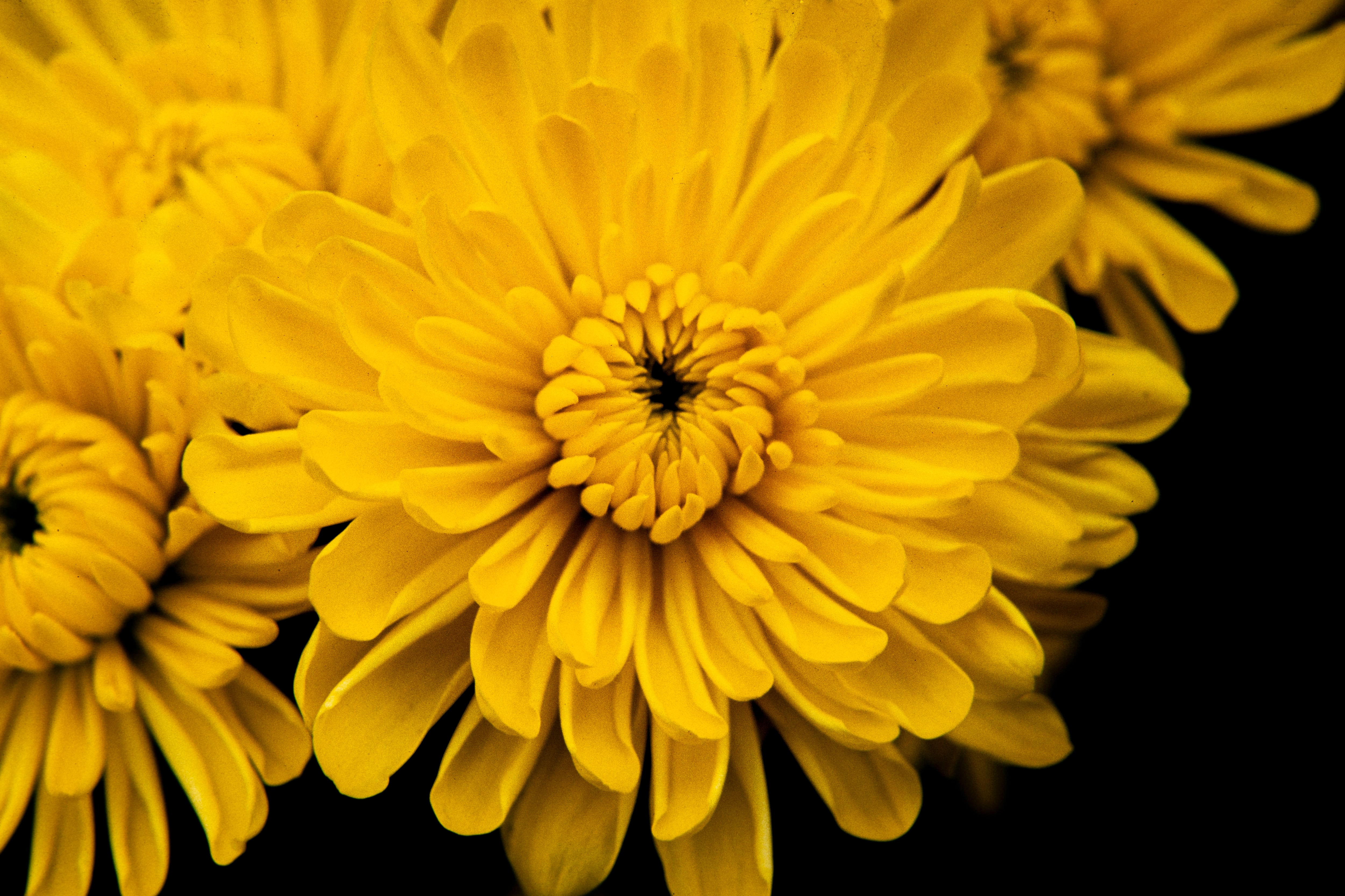 'Amor, mujeres y flores'  de Marta Rodríguez y Jorge Silva, estrena su hermosa y vigente versión restaurada en cines este 8 de mayo.