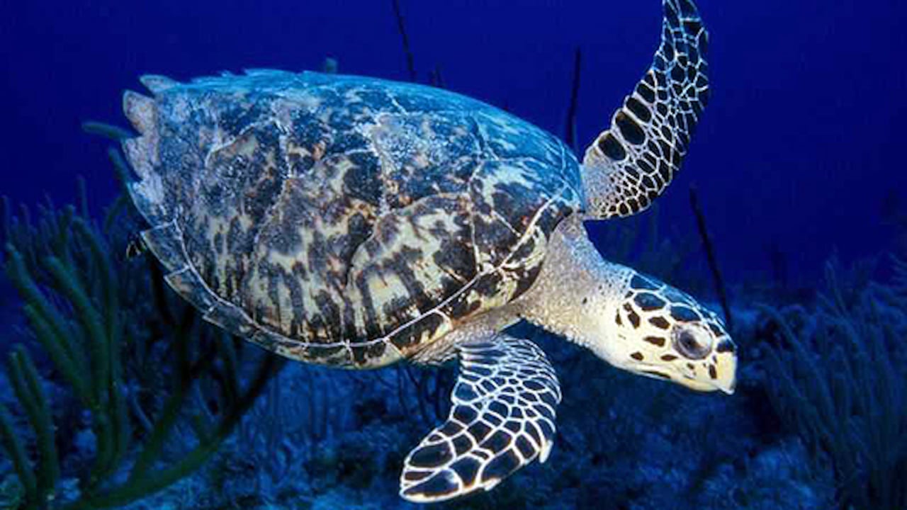 Andrey Nekrasov- WWF