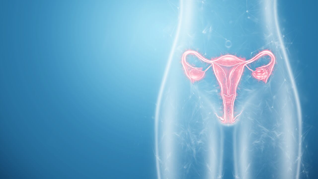 Científicos crean un chip que replica el órgano femenino para estudiar el comportamiento de las bacterias que están en el conducto vaginal.