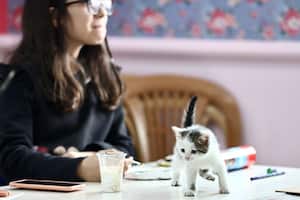 ¿Cuáles son las técnicas recomendadas para lograr la obediencia de un gato mediante el adiestramiento?