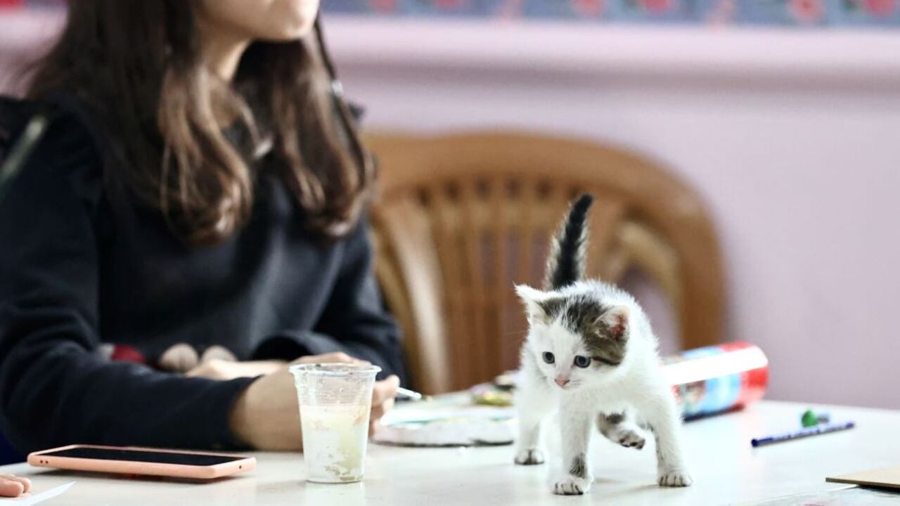¿Qué medidas se pueden tomar para enseñar a un gato a comportarse de manera más obediente?