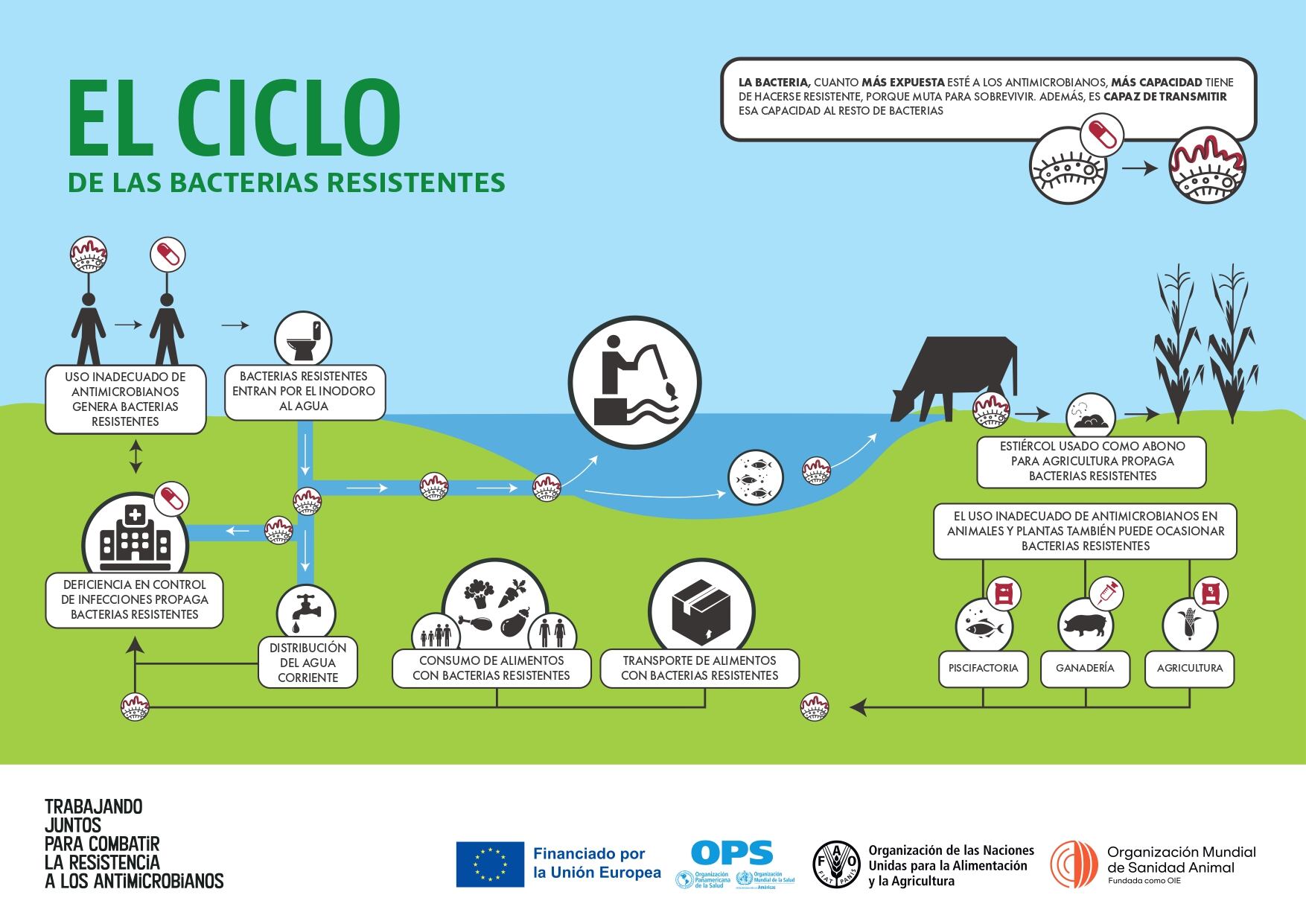 Infografía sobre la generación de resistencia a los antimicrobianos.