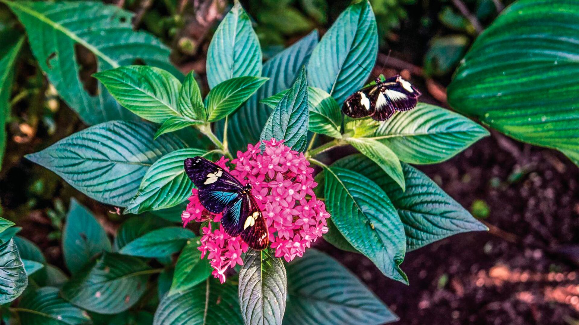 Deforestación: la gran amenaza de la biodiversidad en Antioquia