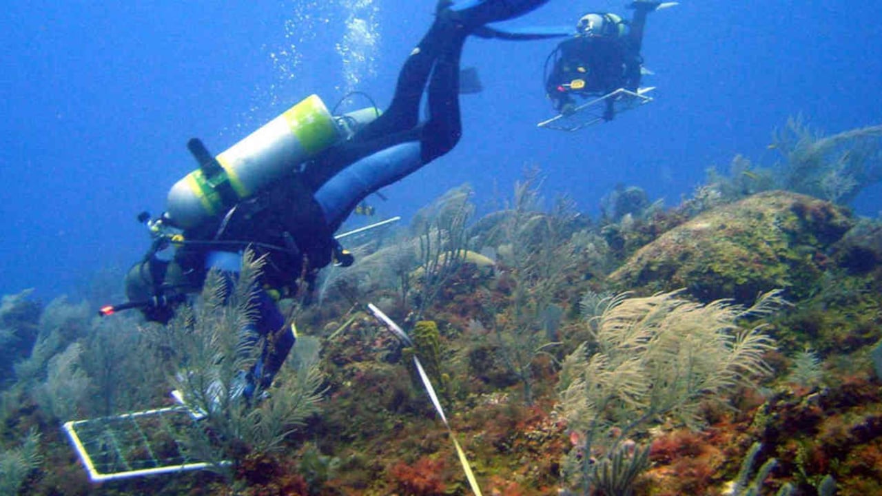 Un total de 21 expertos realizarán la investigación para determinar las especies de flora y fauna afectadas. Foto: Juan Pablo Caldas/Ministerio de Ambiente.