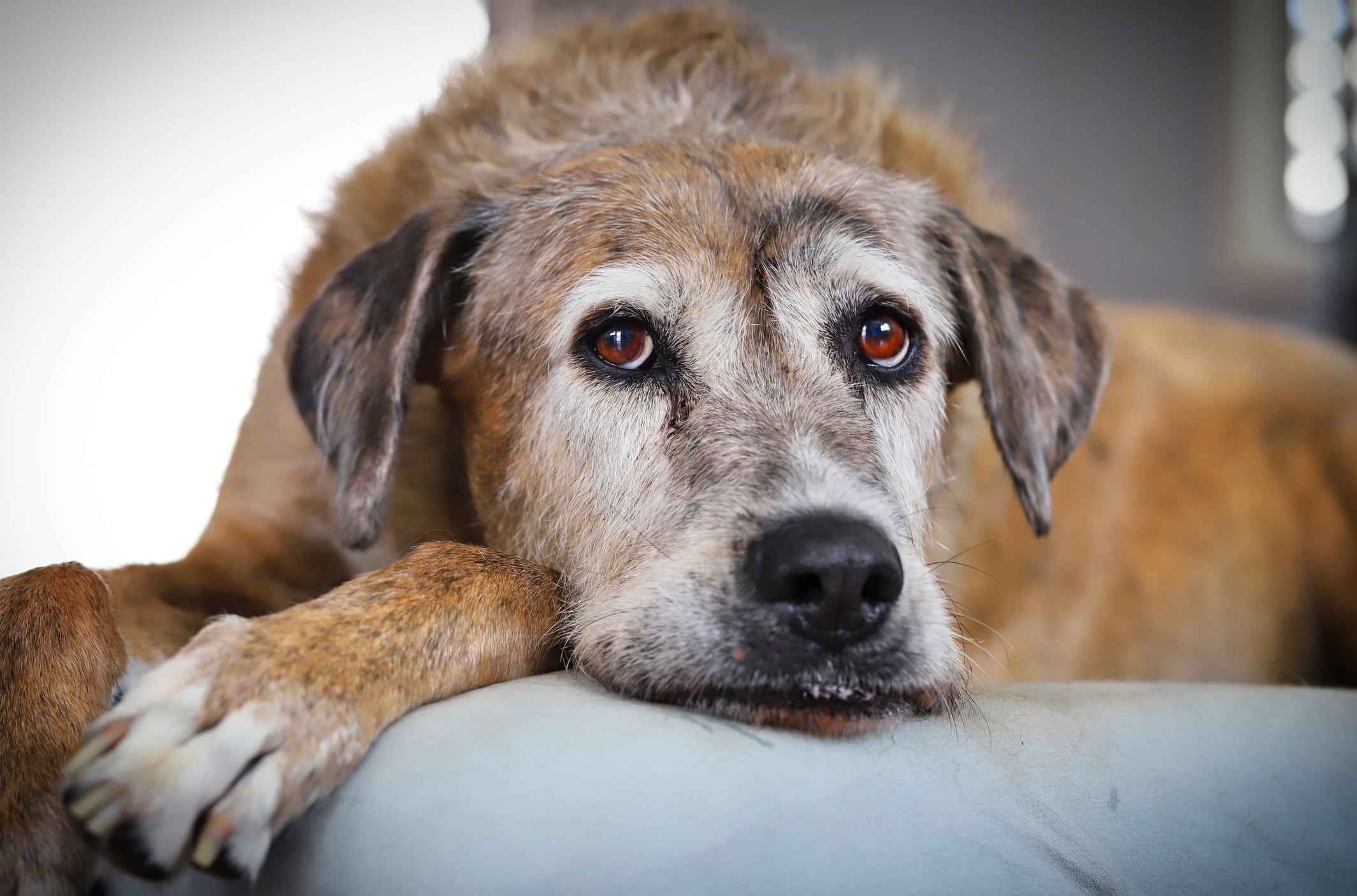 La protección de los animales como seres sintientes fue clave para sustentar la decisión del alto tribunal.