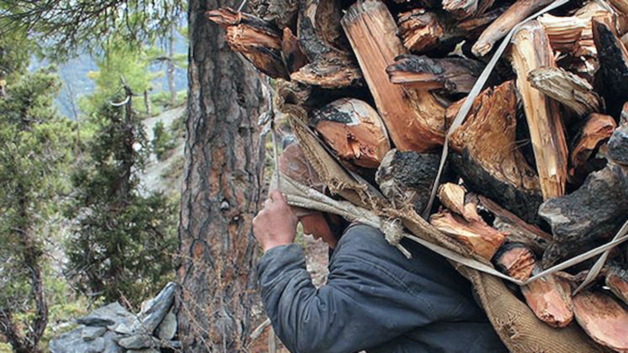 Mujeres nepalíes recogiendo leña en el bosque.