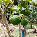 Limón del Valle del Cauca