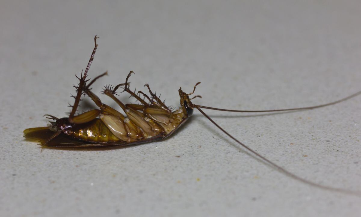 Las cucarachas sienten dolor o no.