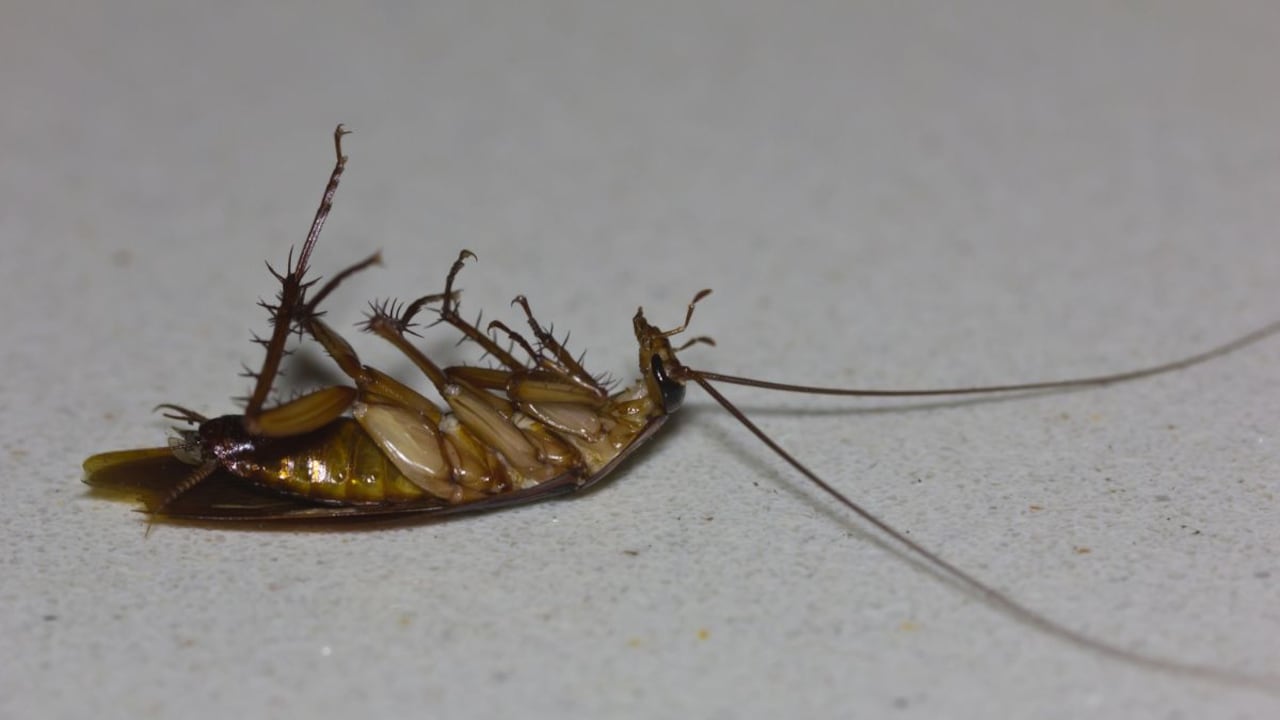 Las cucarachas sienten dolor o no.