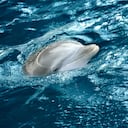 Foto de referencia sobre delfines