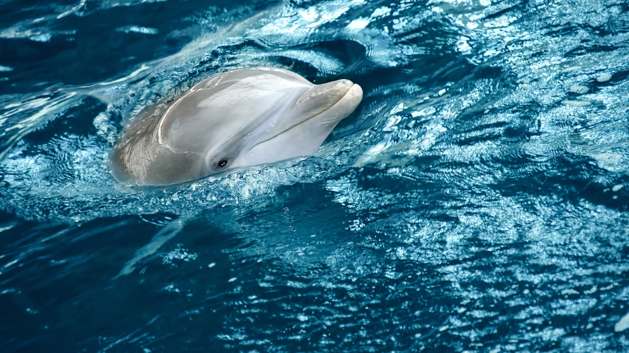 Informe de científicos citados por Zelenski advierte sobre consecuencias de la guerra en Ucrania sobre fauna marina. (Foto referencia)