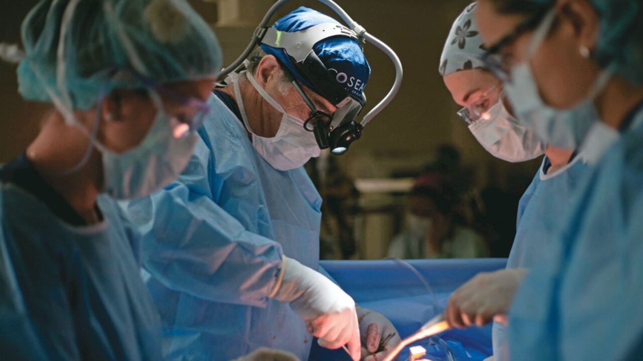 Suecia y el Reino Unido están a la vanguardia en este transplante.