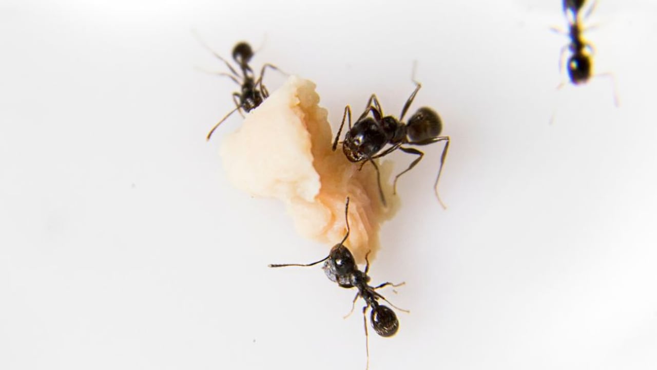 Métodos dados por expertos para ahuyentar las hormigas de su casa