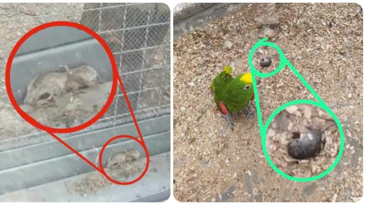 Centro de Fauna Silvestre en Bogotá está infestado de ratas