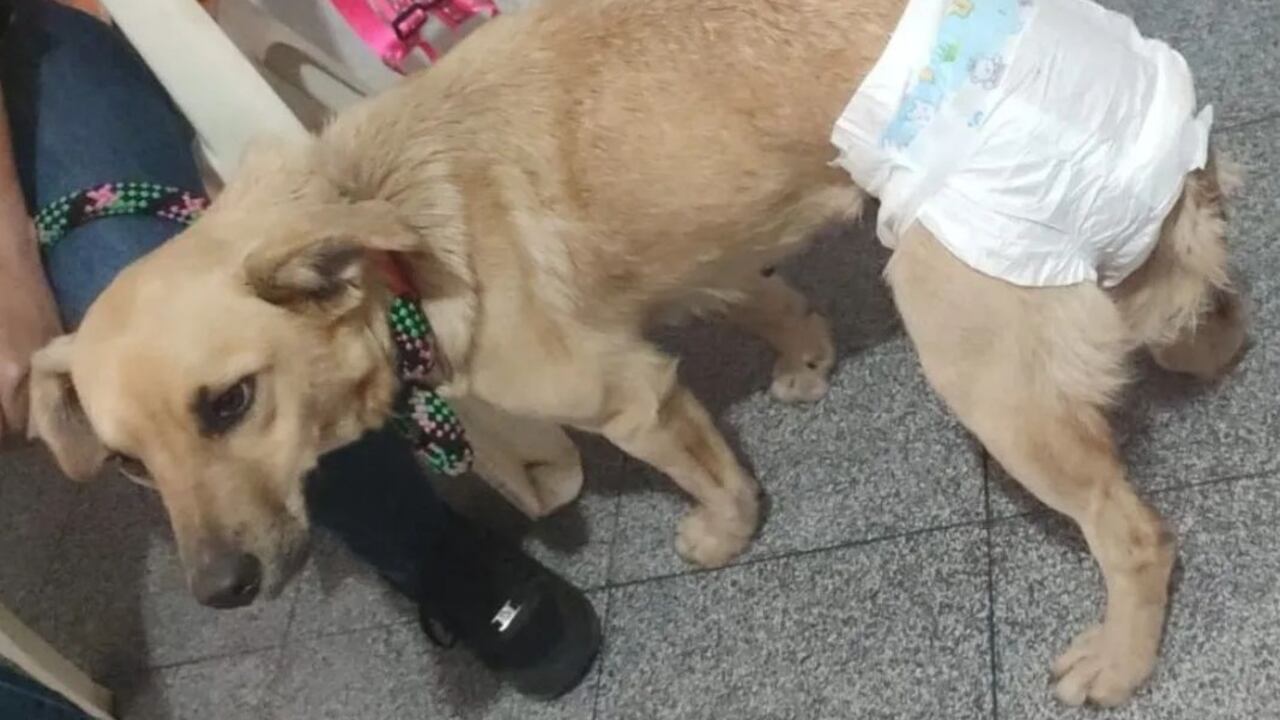 El pronóstico de la perrita tras la violación es reservado.