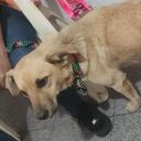 El pronóstico de la perrita tras la violación es reservado.