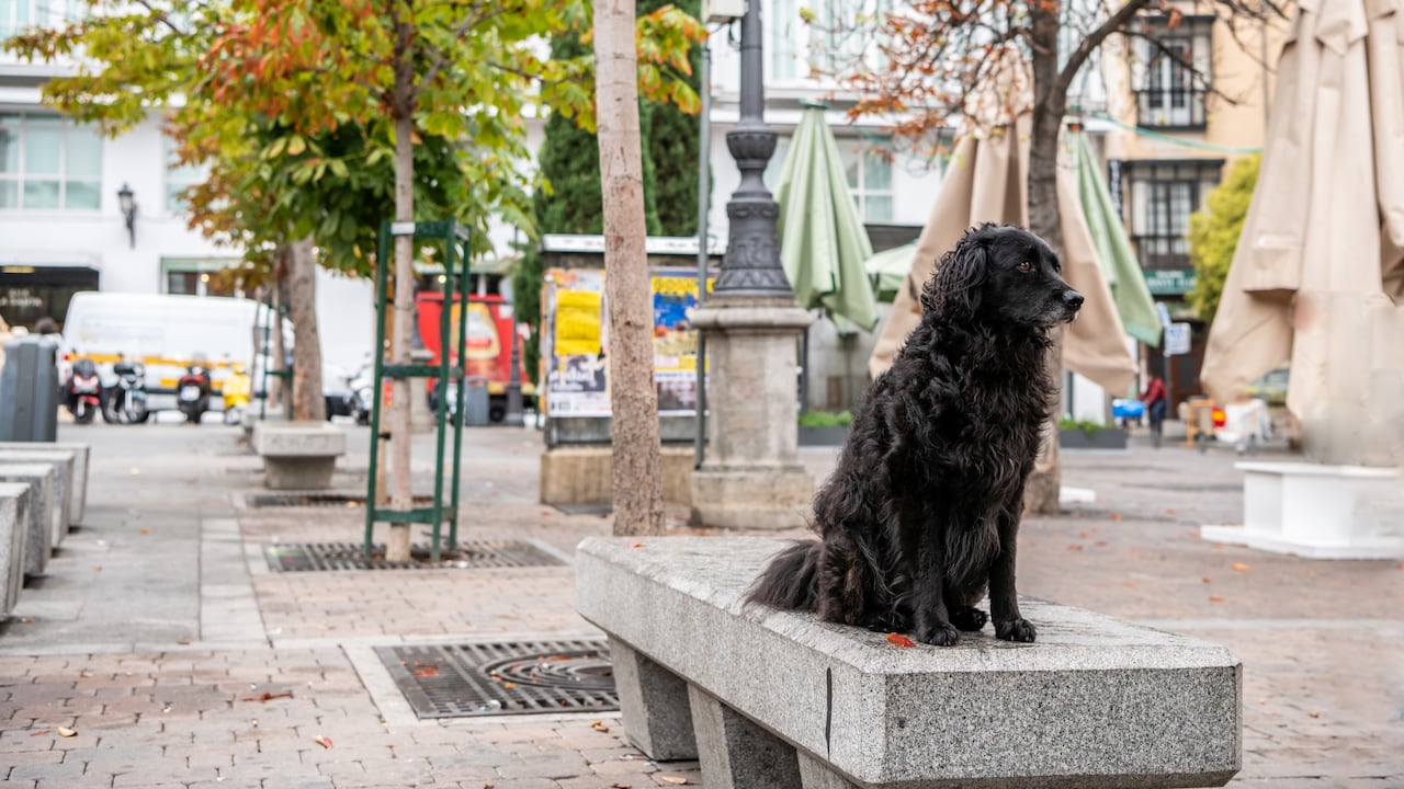 Un lindo perro negro se sienta en un banco afuera de un restaurante, en la Plaza Santa Ana en Madrid, España.
